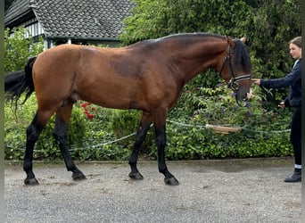 PRE Mestizo, Semental, 5 años, 165 cm, Castaño oscuro