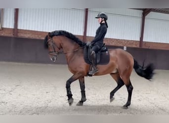 PRE Mestizo, Semental, 5 años, 165 cm, Castaño oscuro