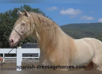 PRE Mestizo, Semental, 5 años, 165 cm, Cremello