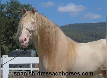 PRE Mestizo, Semental, 5 años, 165 cm, Cremello