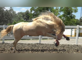 PRE Mestizo, Semental, 5 años, 165 cm, Cremello
