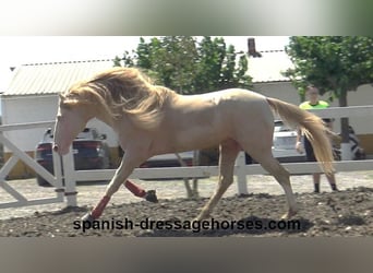 PRE Mestizo, Semental, 5 años, 165 cm, Cremello