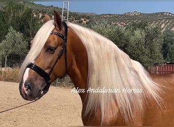 PRE Mestizo, Semental, 5 años, 165 cm, Palomino