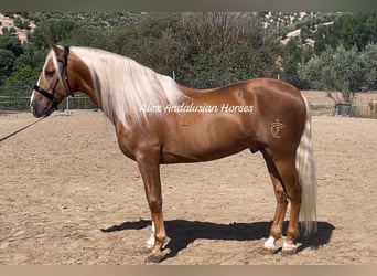 PRE Mestizo, Semental, 5 años, 165 cm, Palomino