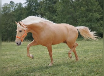 PRE Mestizo, Semental, 5 años, 165 cm, Palomino