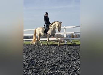 PRE, Semental, 5 años, 165 cm, Perlino