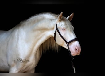 PRE, Semental, 5 años, 165 cm, Perlino