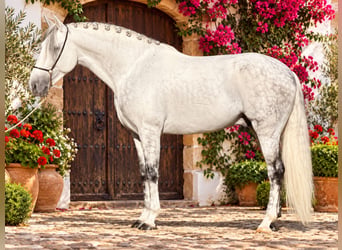 PRE, Semental, 5 años, 165 cm, Tordo rodado