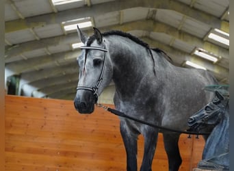 PRE, Semental, 5 años, 165 cm, Tordo rodado