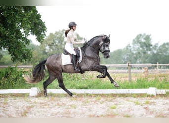 PRE, Semental, 5 años, 165 cm, Tordo rodado