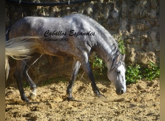 PRE, Semental, 5 años, 165 cm, Tordo rodado