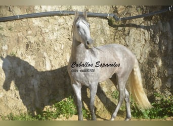 PRE, Semental, 5 años, 165 cm, Tordo rodado