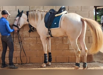 PRE, Semental, 5 años, 166 cm, Alazán