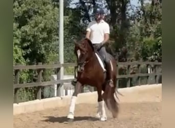 PRE Mestizo, Semental, 5 años, 166 cm, Alazán