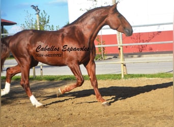 PRE, Semental, 5 años, 166 cm, Alazán