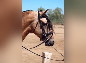 PRE Mestizo, Semental, 5 años, 166 cm, Bayo