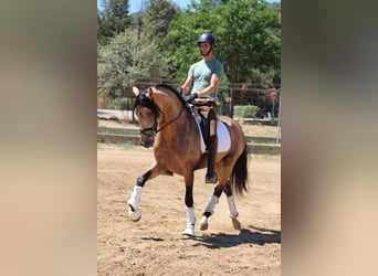 PRE Mestizo, Semental, 5 años, 166 cm, Bayo