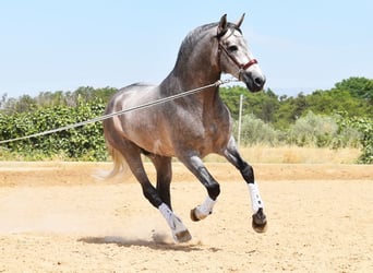 PRE, Semental, 5 años, 166 cm