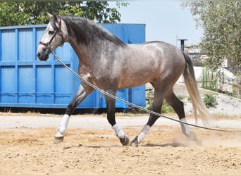 PRE, Semental, 5 años, 166 cm