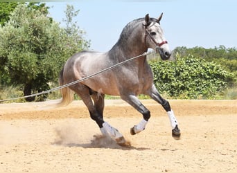 PRE, Semental, 5 años, 166 cm