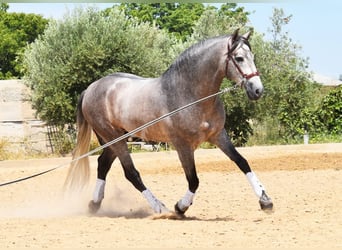 PRE, Semental, 5 años, 166 cm