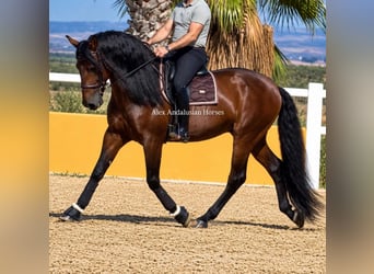 PRE Mestizo, Semental, 5 años, 166 cm, Castaño