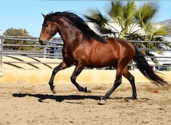 PRE, Semental, 5 años, 166 cm, Castaño