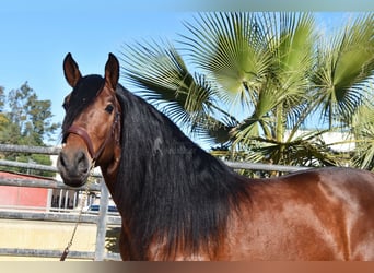 PRE, Semental, 5 años, 166 cm, Castaño