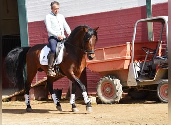 PRE, Semental, 5 años, 166 cm, Castaño