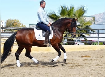 PRE, Semental, 5 años, 166 cm, Castaño