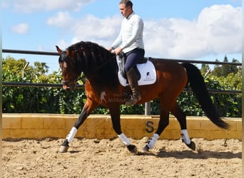 PRE, Semental, 5 años, 166 cm, Castaño