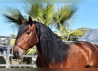 PRE, Semental, 5 años, 166 cm, Castaño