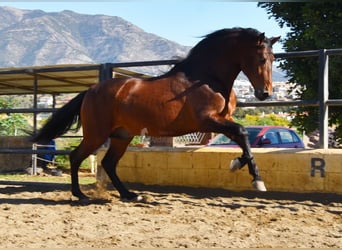 PRE, Semental, 5 años, 166 cm, Castaño