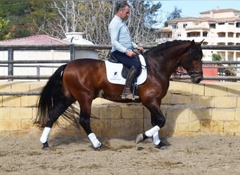 PRE, Semental, 5 años, 166 cm, Castaño