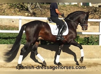 PRE Mestizo, Semental, 5 años, 166 cm, Castaño