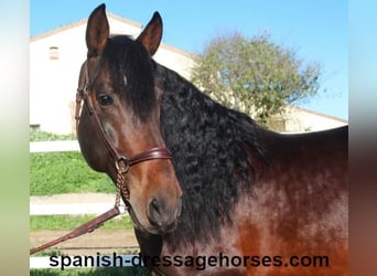 PRE Mestizo, Semental, 5 años, 166 cm, Castaño