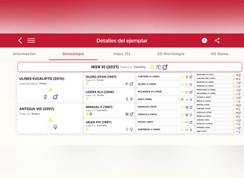 PRE Mestizo, Semental, 5 años, 166 cm, Castaño