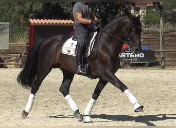 PRE Mestizo, Semental, 5 años, 166 cm, Castaño oscuro