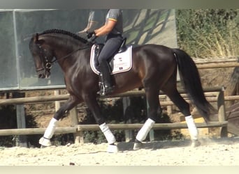 PRE Mestizo, Semental, 5 años, 166 cm, Castaño oscuro