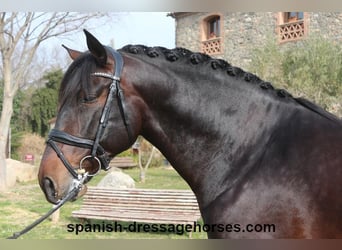 PRE Mestizo, Semental, 5 años, 166 cm, Castaño oscuro