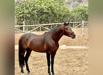 PRE Mestizo, Semental, 5 años, 166 cm, Castaño oscuro