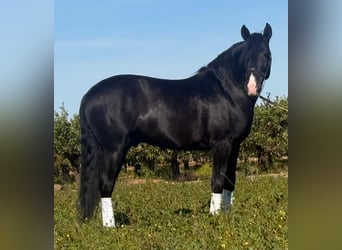 PRE, Semental, 5 años, 166 cm, Negro