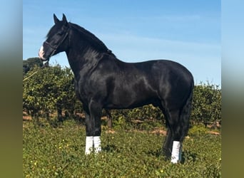 PRE, Semental, 5 años, 166 cm, Negro