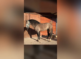 PRE Mestizo, Semental, 5 años, 166 cm, Tordo