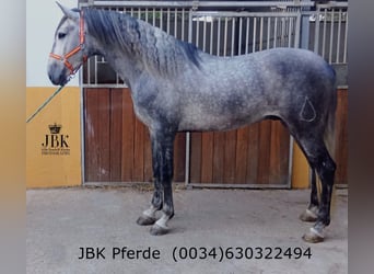 PRE Mestizo, Semental, 5 años, 166 cm, Tordo rodado
