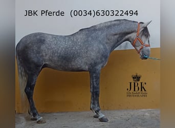 PRE Mestizo, Semental, 5 años, 166 cm, Tordo rodado