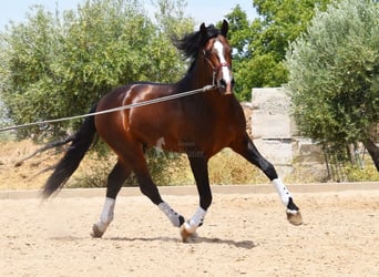 PRE, Semental, 5 años, 167 cm