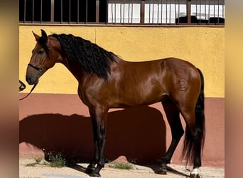 PRE Mestizo, Semental, 5 años, 167 cm, Castaño