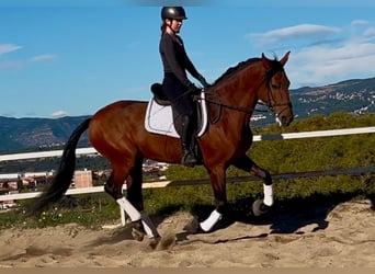 PRE Mestizo, Semental, 5 años, 167 cm, Castaño