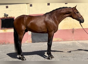 PRE Mestizo, Semental, 5 años, 167 cm, Castaño